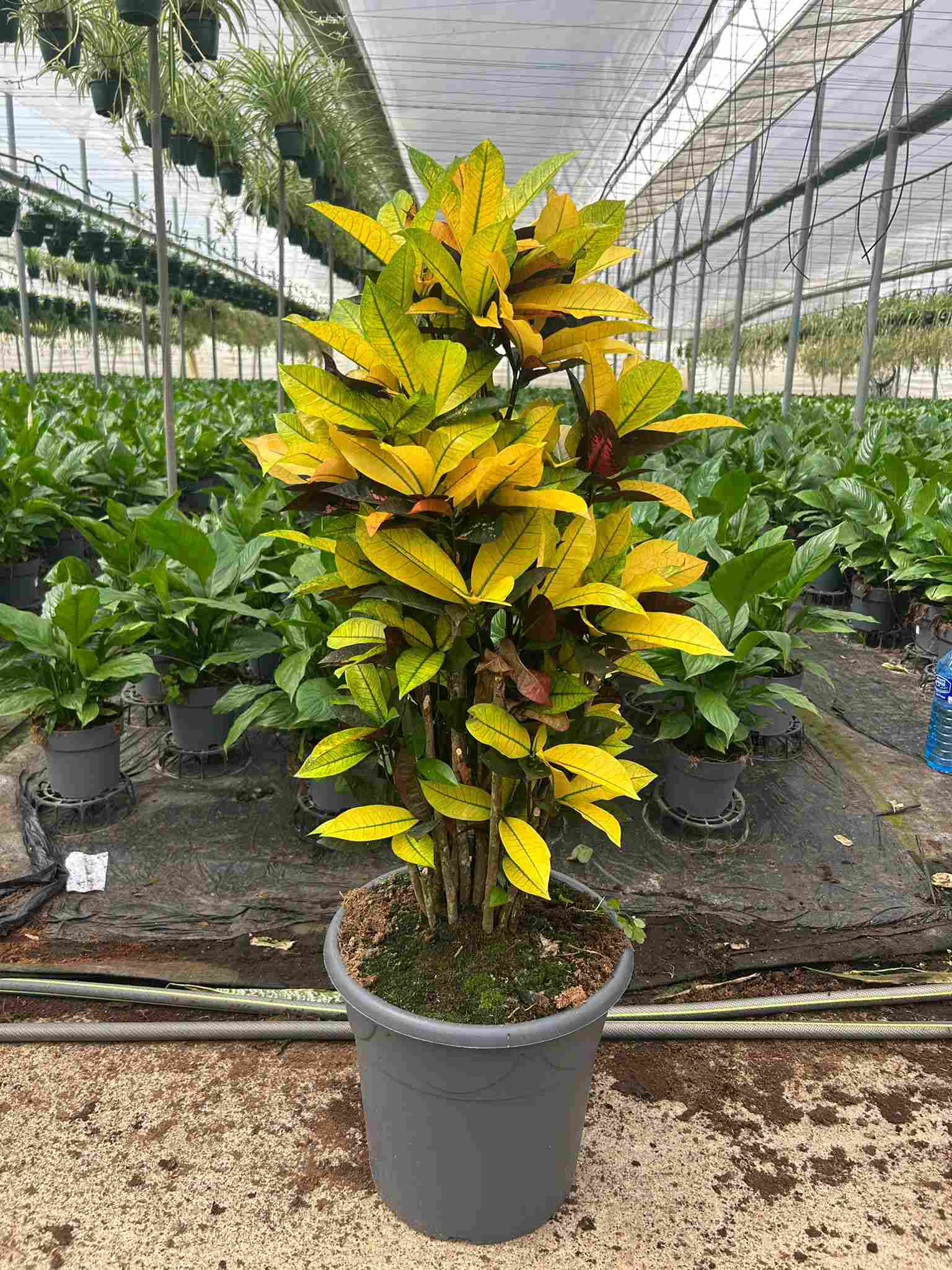 CROTON BRANCH MIX C 35 P.M  48" 120 CM DE TRONCO